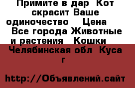 Примите в дар. Кот скрасит Ваше одиночество. › Цена ­ 0 - Все города Животные и растения » Кошки   . Челябинская обл.,Куса г.